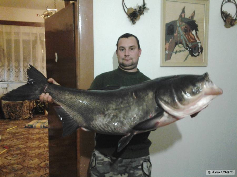 Tolstolobik 120cm,20kg