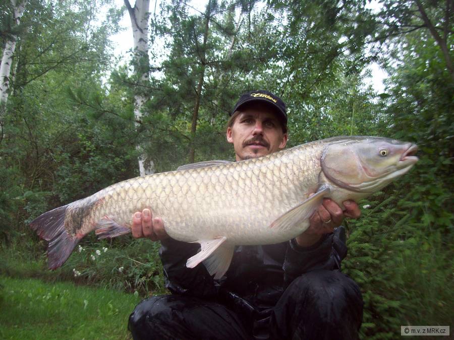 amur,amurovič 12kg