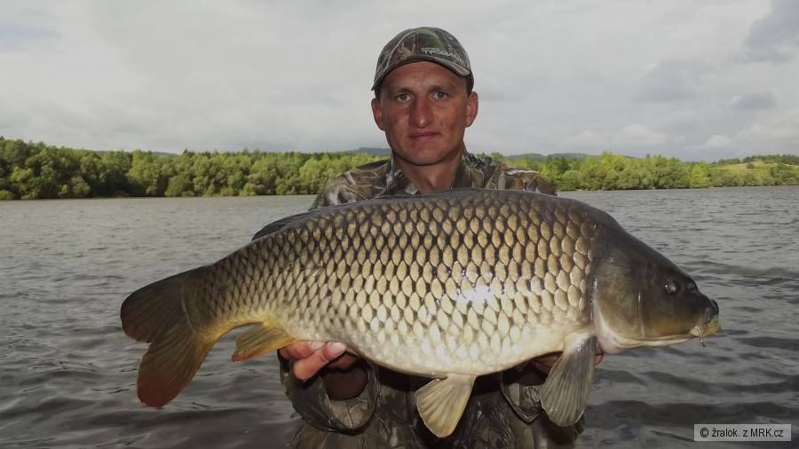 kapr 72 cm-6,20kg