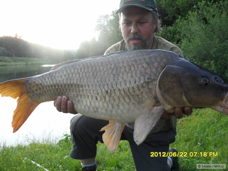 Svojanov u borušova kapr 85cm