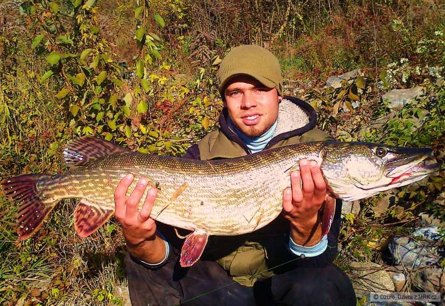 šťuka 95cm
