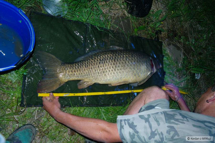 Pěkný kapřík