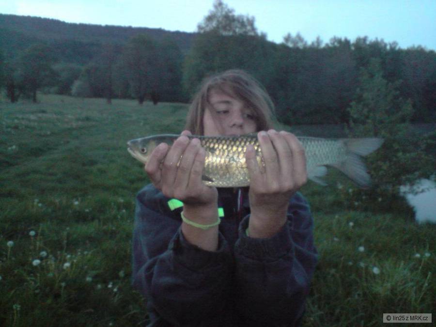 amur 45 cm