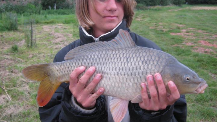 kapr 53cm
