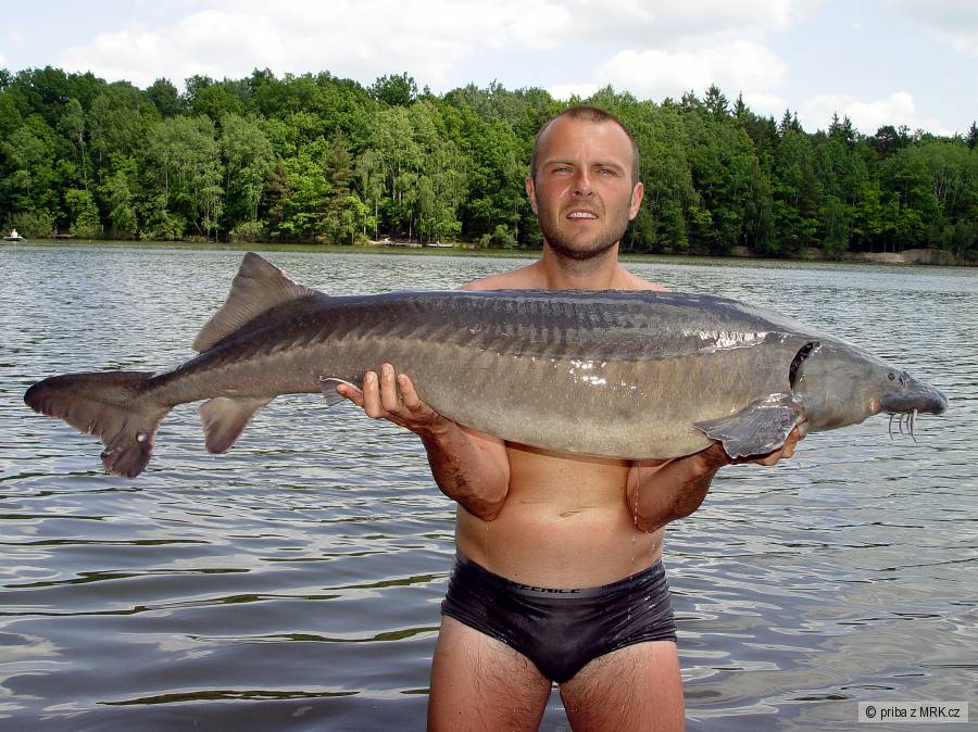 Bratranec a velký jeseter