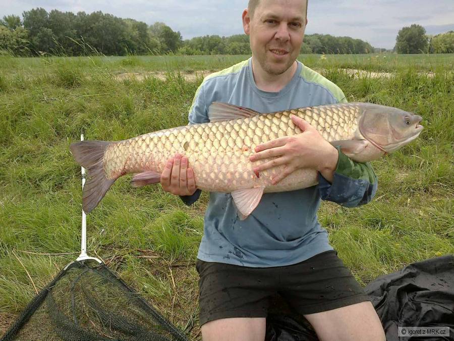 amúr 15 kg