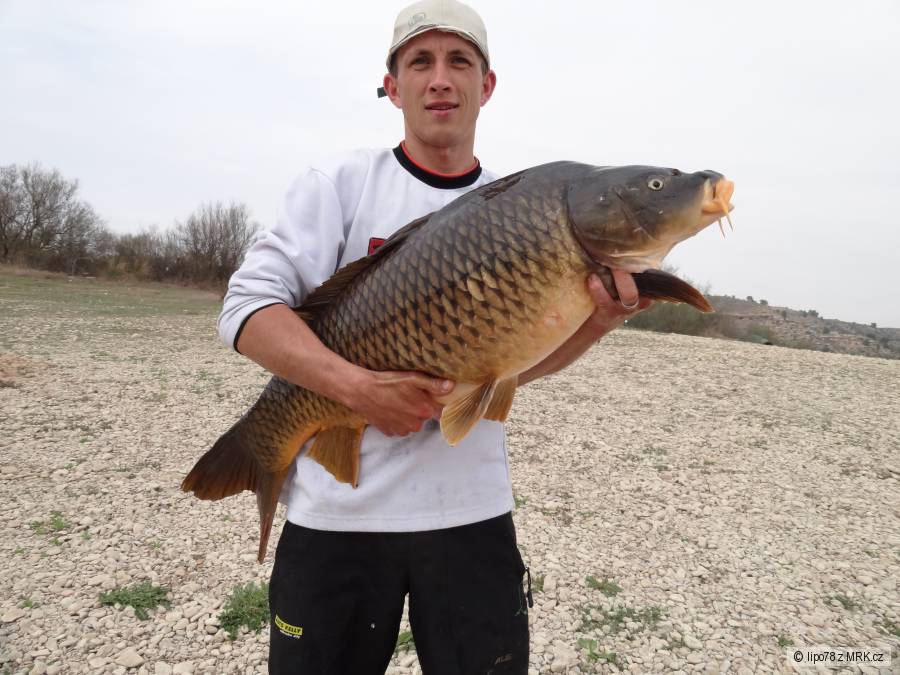 kapr ebro 1m18kg