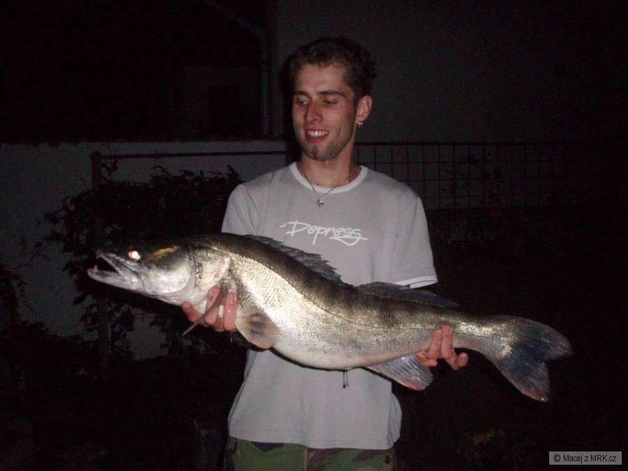 Candát obecný 86 cm 7,55 Kg