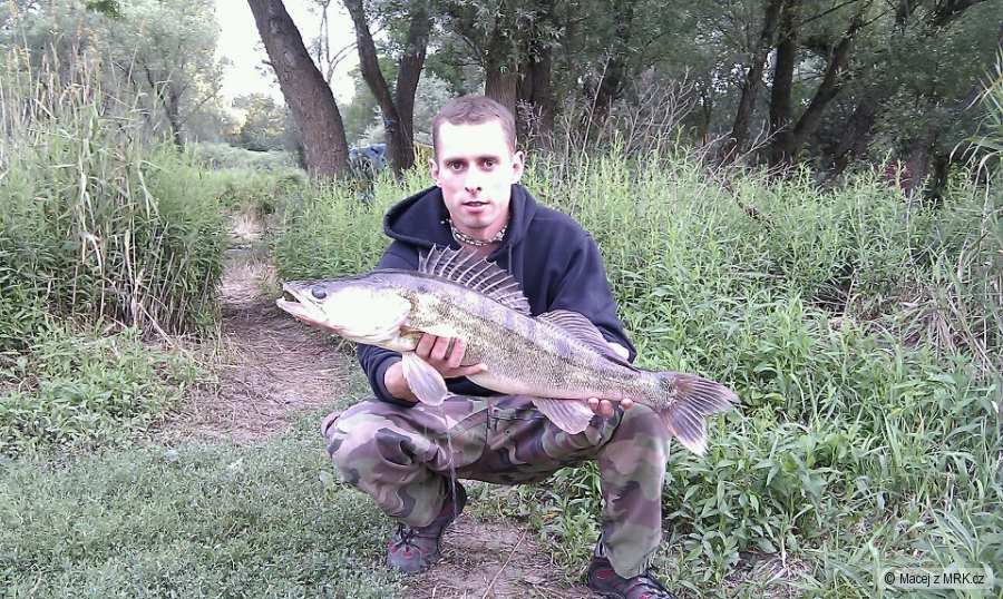 Candát obecný 78 cm 5,8 Kg