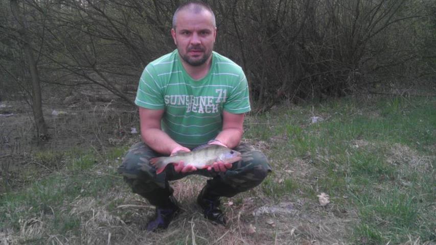 Okoun říční 37 cm