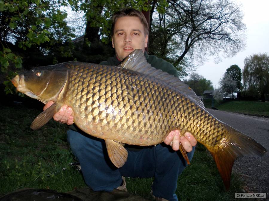 labe kapřík