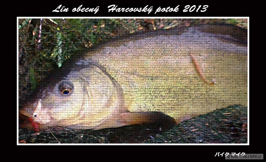 Lín obecný