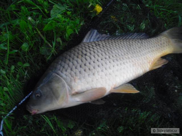 53cm největší v ten den a zatim i v této sezoně