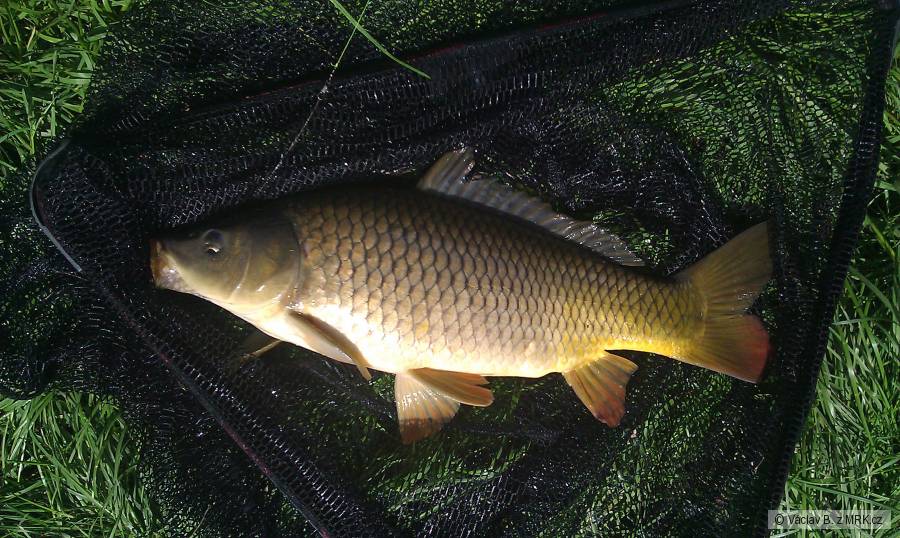 kapřík 54cm