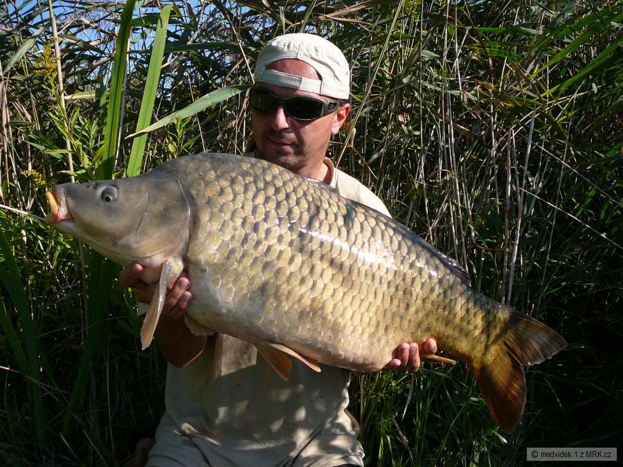 kapr 12,5kg
