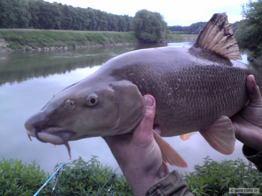 Parma 70 cm