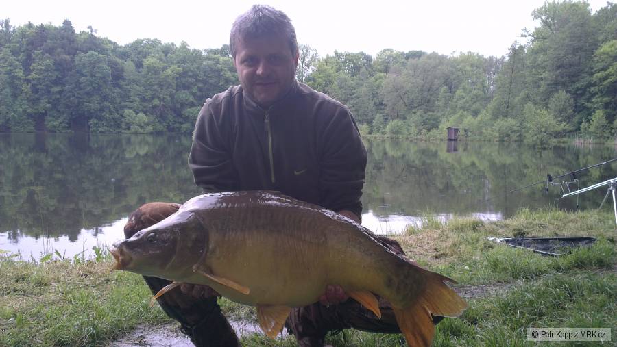 Bystřický divočák 81 cm