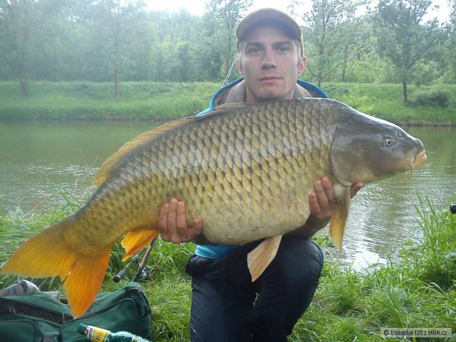 kapr 99cm 20kg