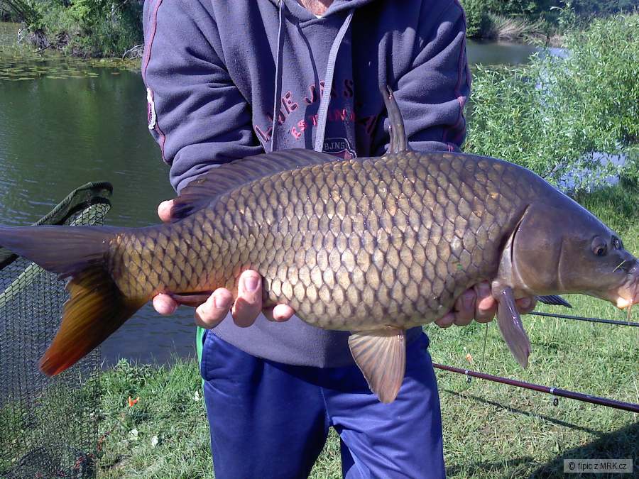 kapřík 65 cm