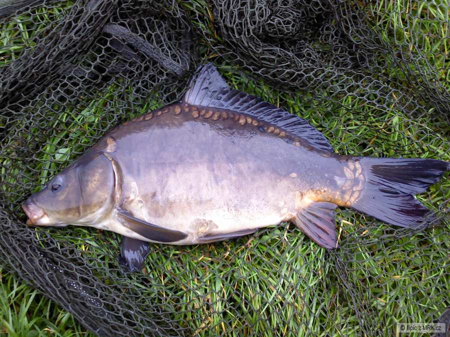 lisec 45 cm