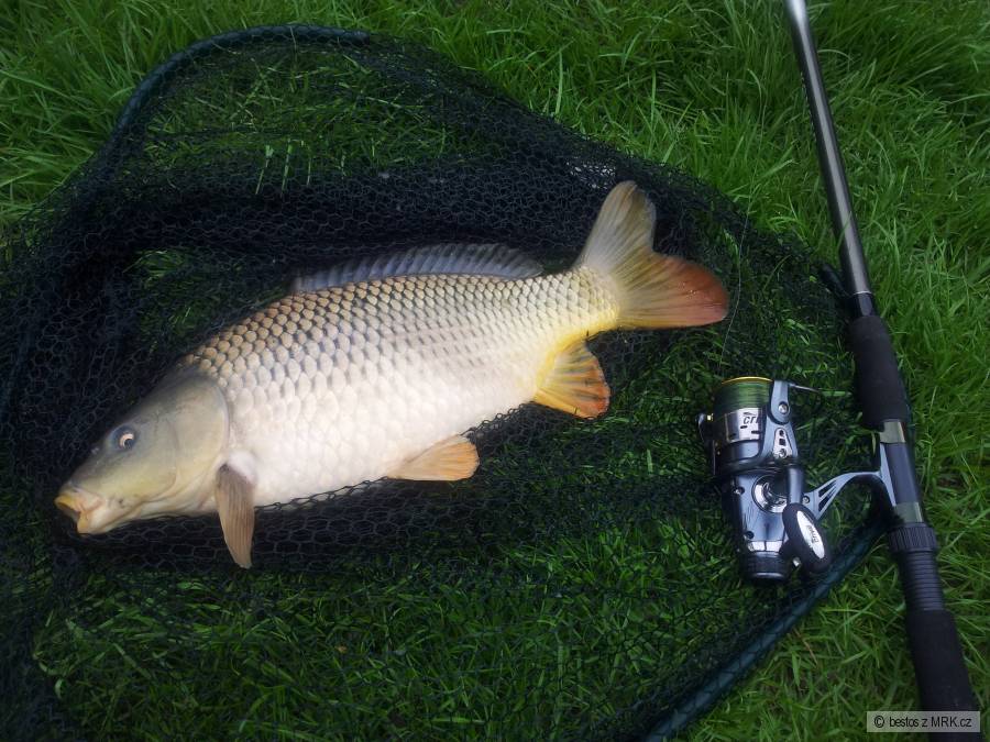 50tka na feeder