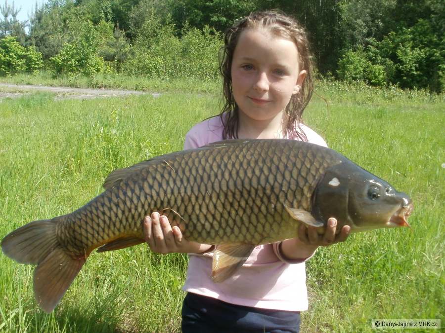 rybarina