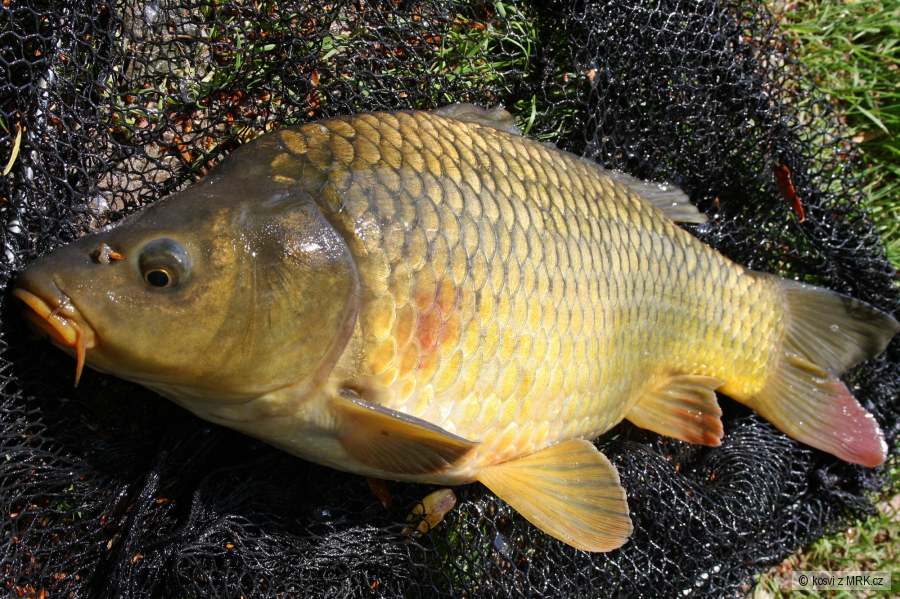 Šupináč
