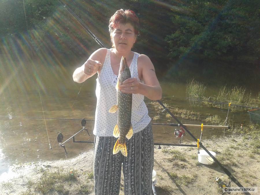 Štika 54cm