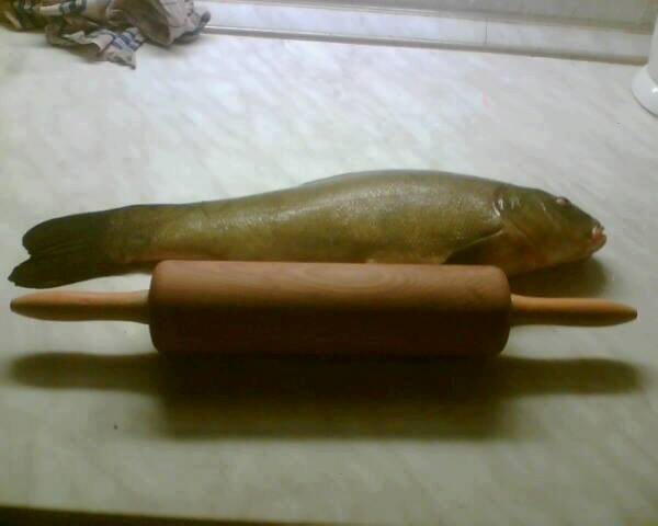 L�n 51cm