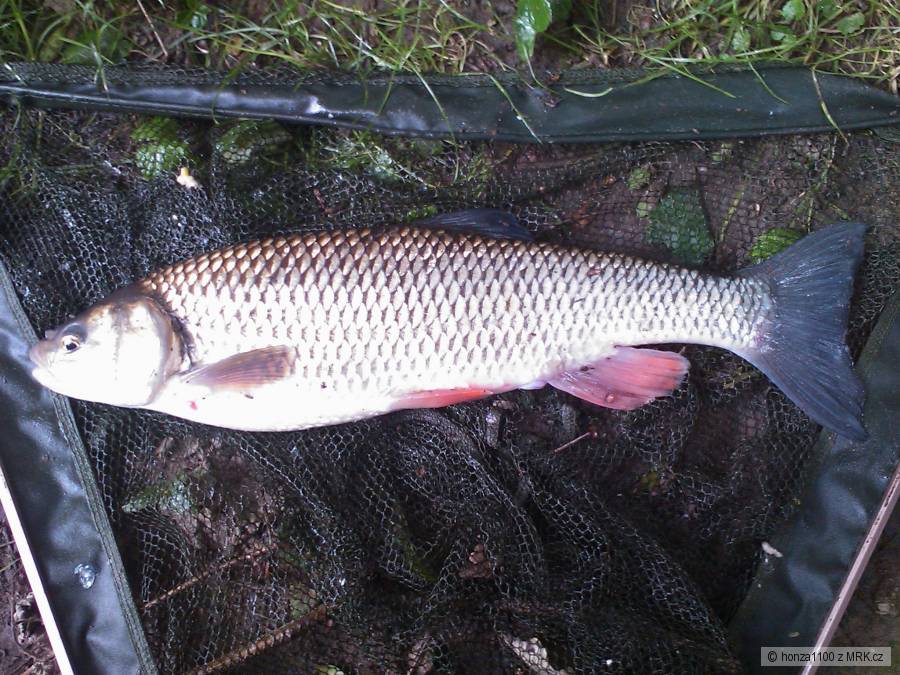 tloušť 43cm