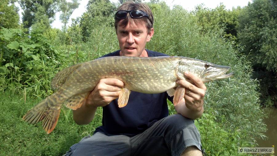 Šťuka 79cm