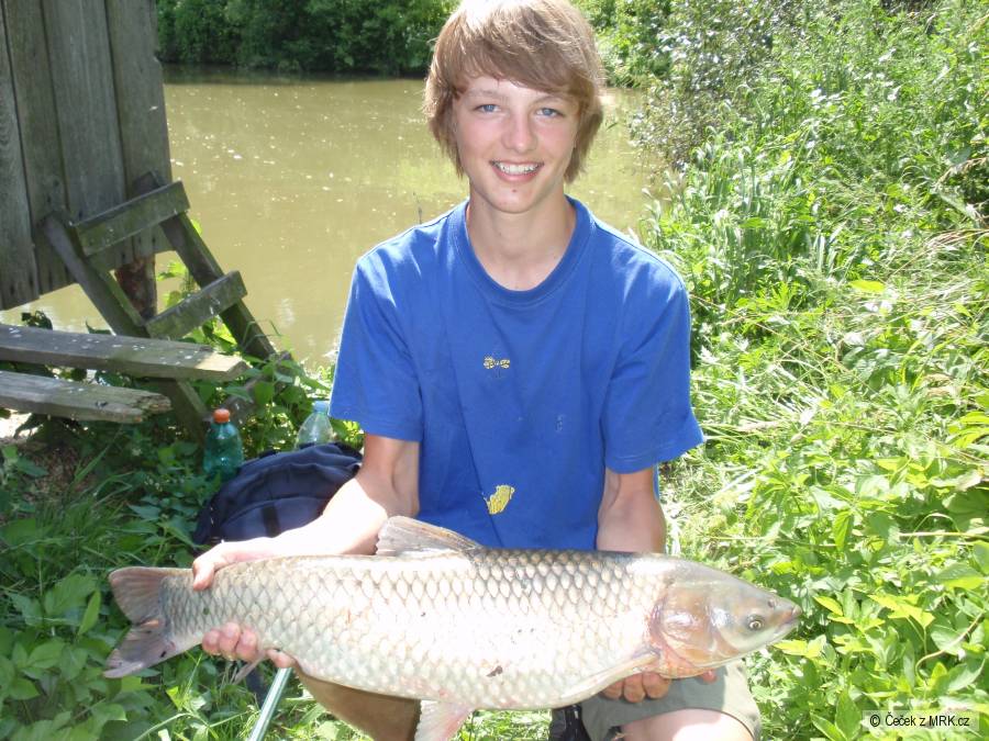 Amur 72cm