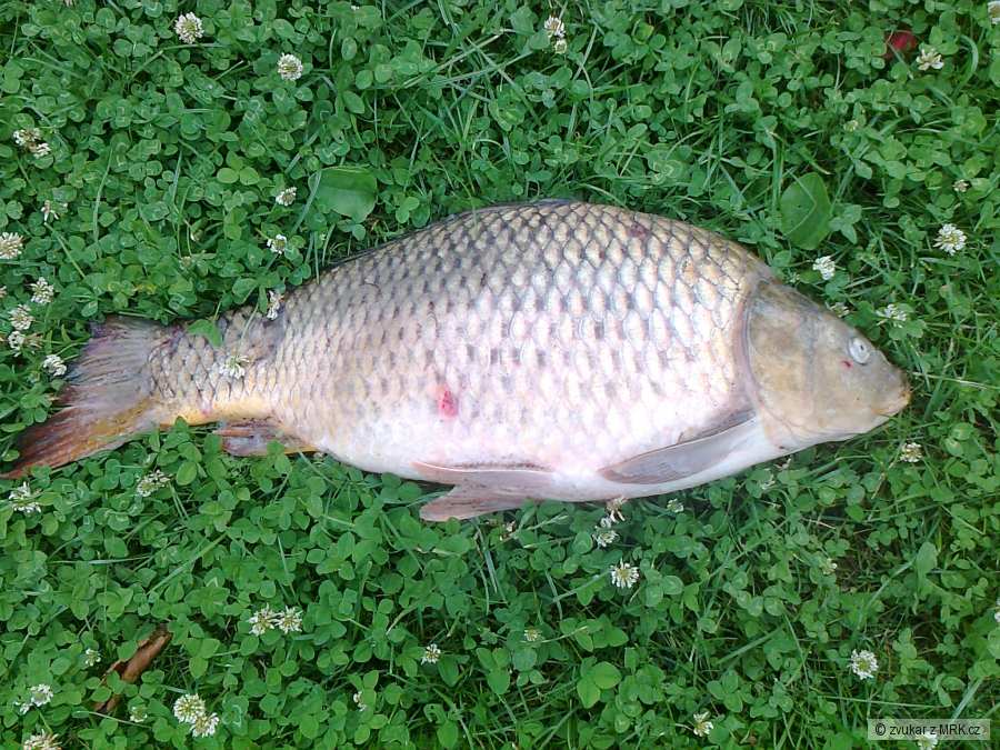 61 cm krása