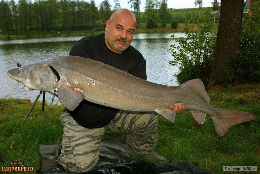 Jesík 141cm 20kg
