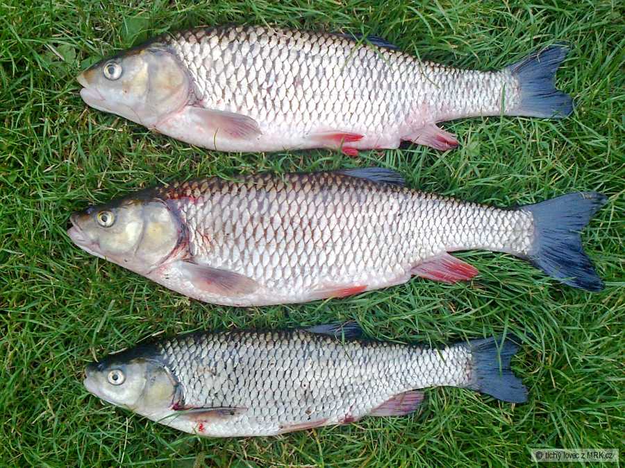 Tloušti 52cm,53cm a 44cm......