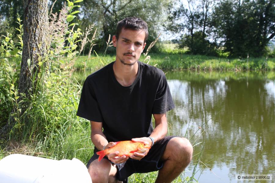 Perlín ostrobřichý forma zlatý