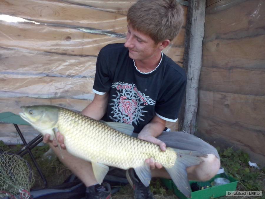 amur 80cm