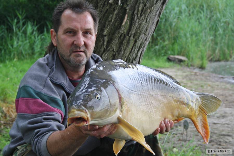Lysec 82 cm a 12,50 kg