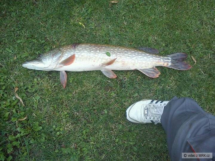 Mušov
