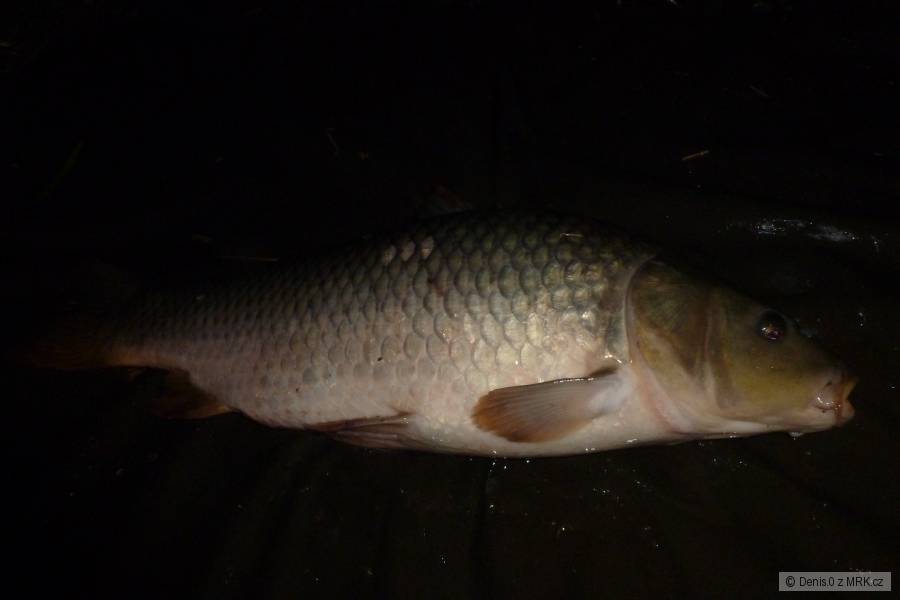 1.denní výprava 4.60kg
