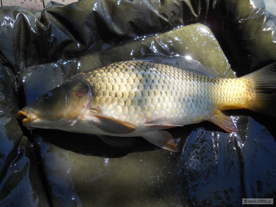 Liščí jezero :)
