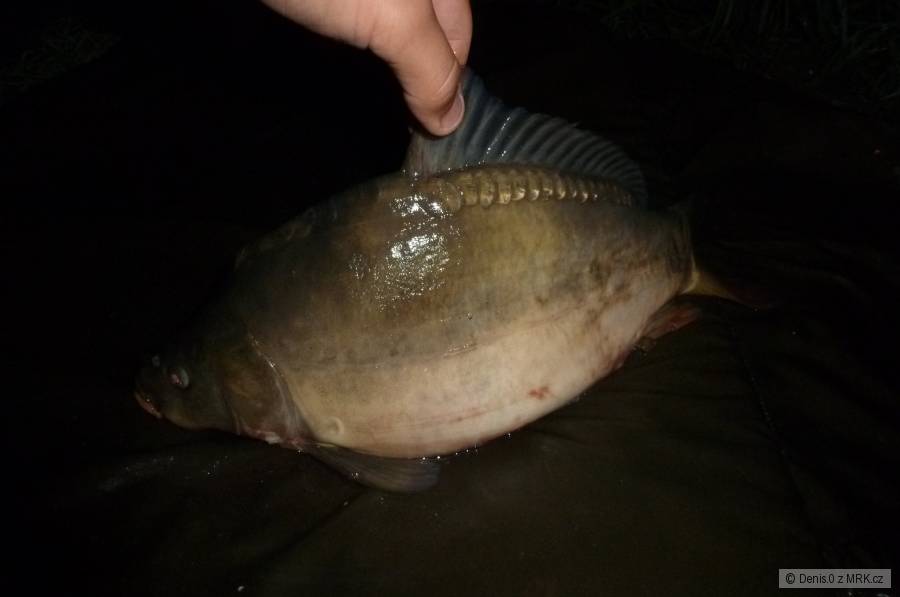 Pěkný lysec