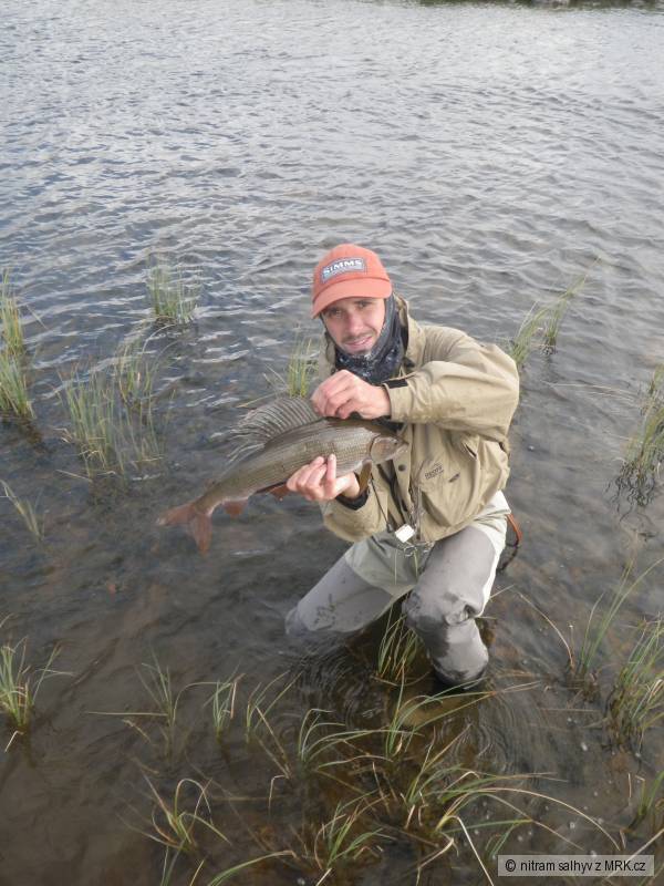 Norsk� lipan