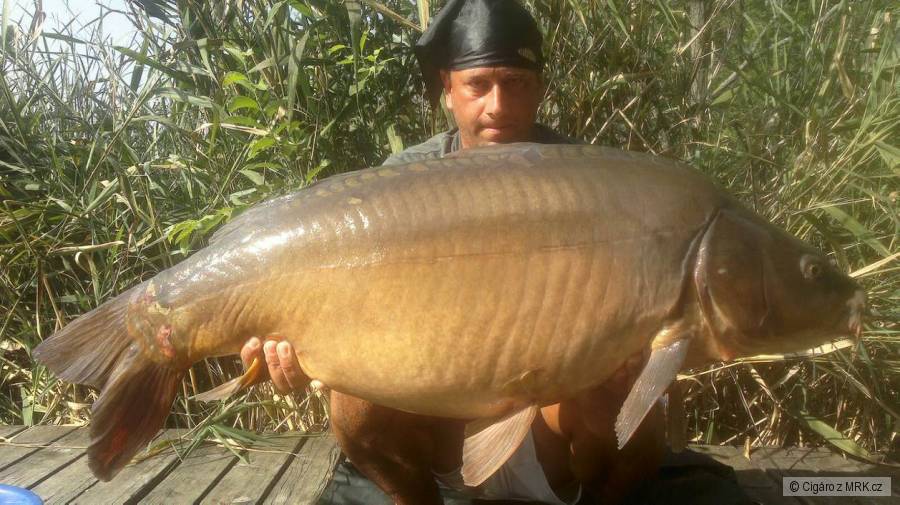 Kapr 104cm 19,30kg