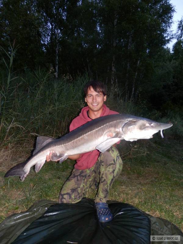 Vyza velk� 18kg