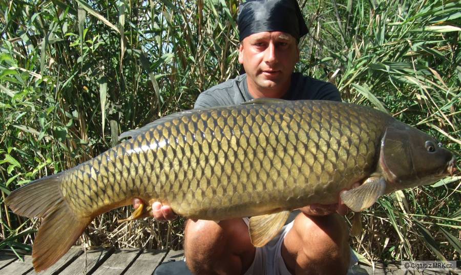Kapr 93cm 11kg