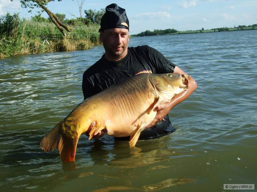 Kapr 96cm 17kg