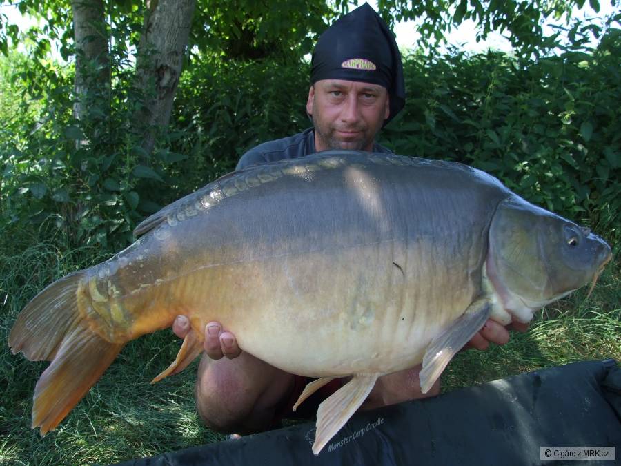 Kapr 84cm 14kg