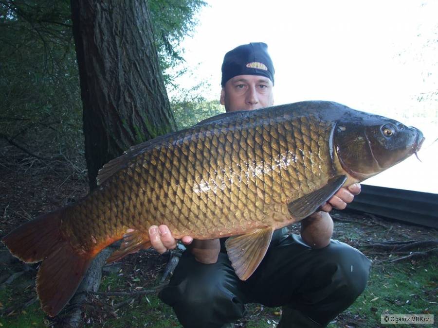 Kapr 86cm