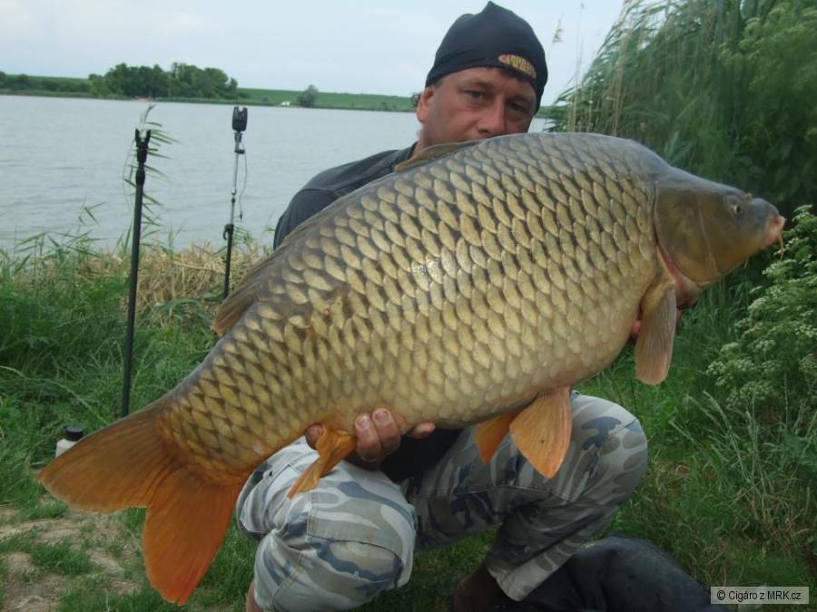 Kapr 88cm 14,90kg